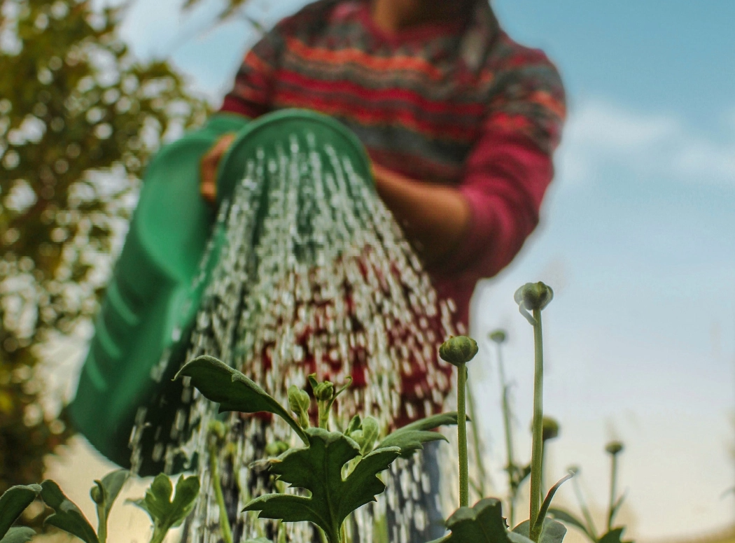 A watering can watering some plants. The watering can is being help by someone in a striped top.