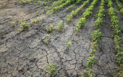 Drought after flood in soy bean field with cracked land and damaged plants