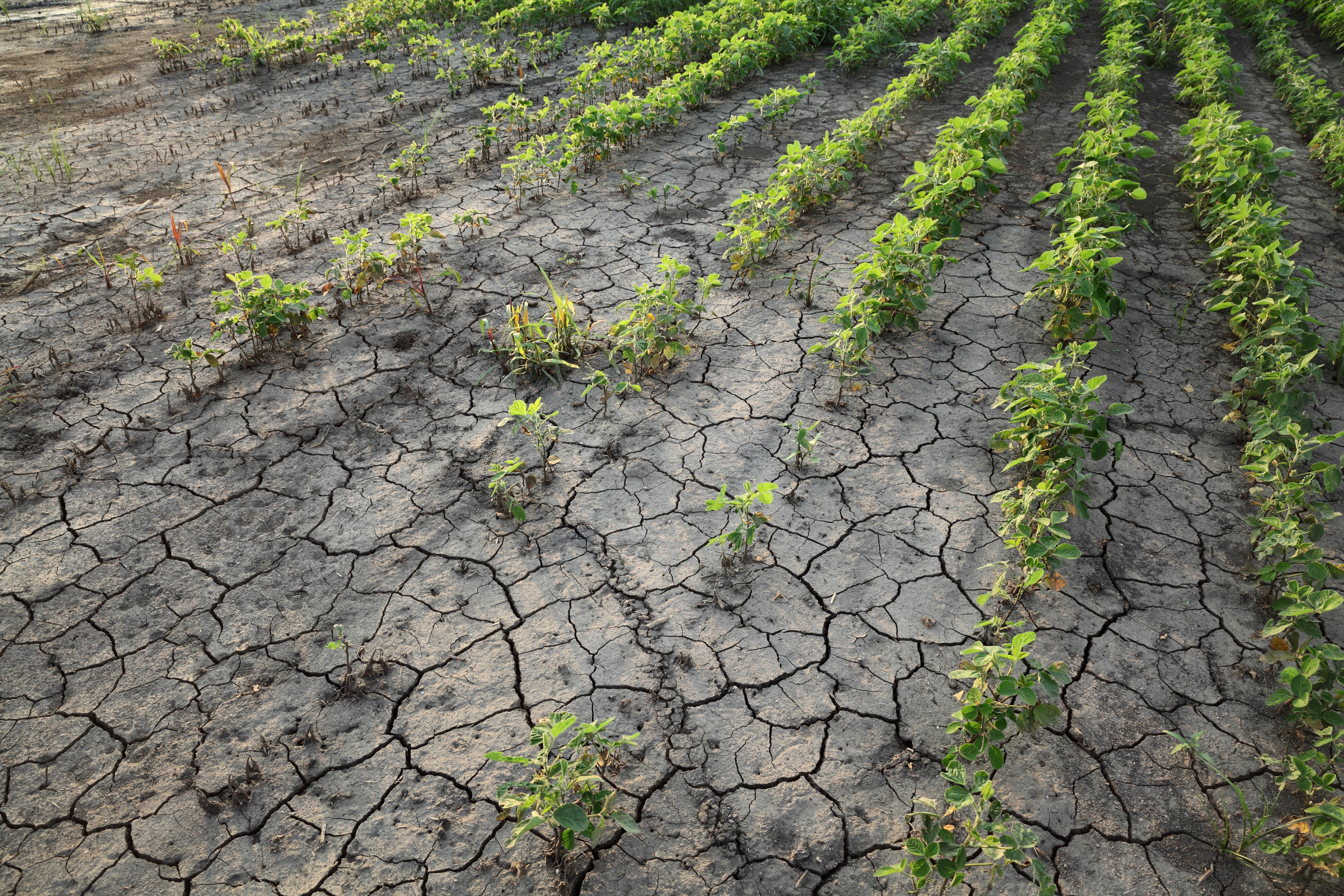 Drought after flood in soy bean field with cracked land and damaged plants