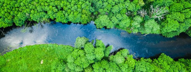Green forest and river in Tuchola natural park, from above