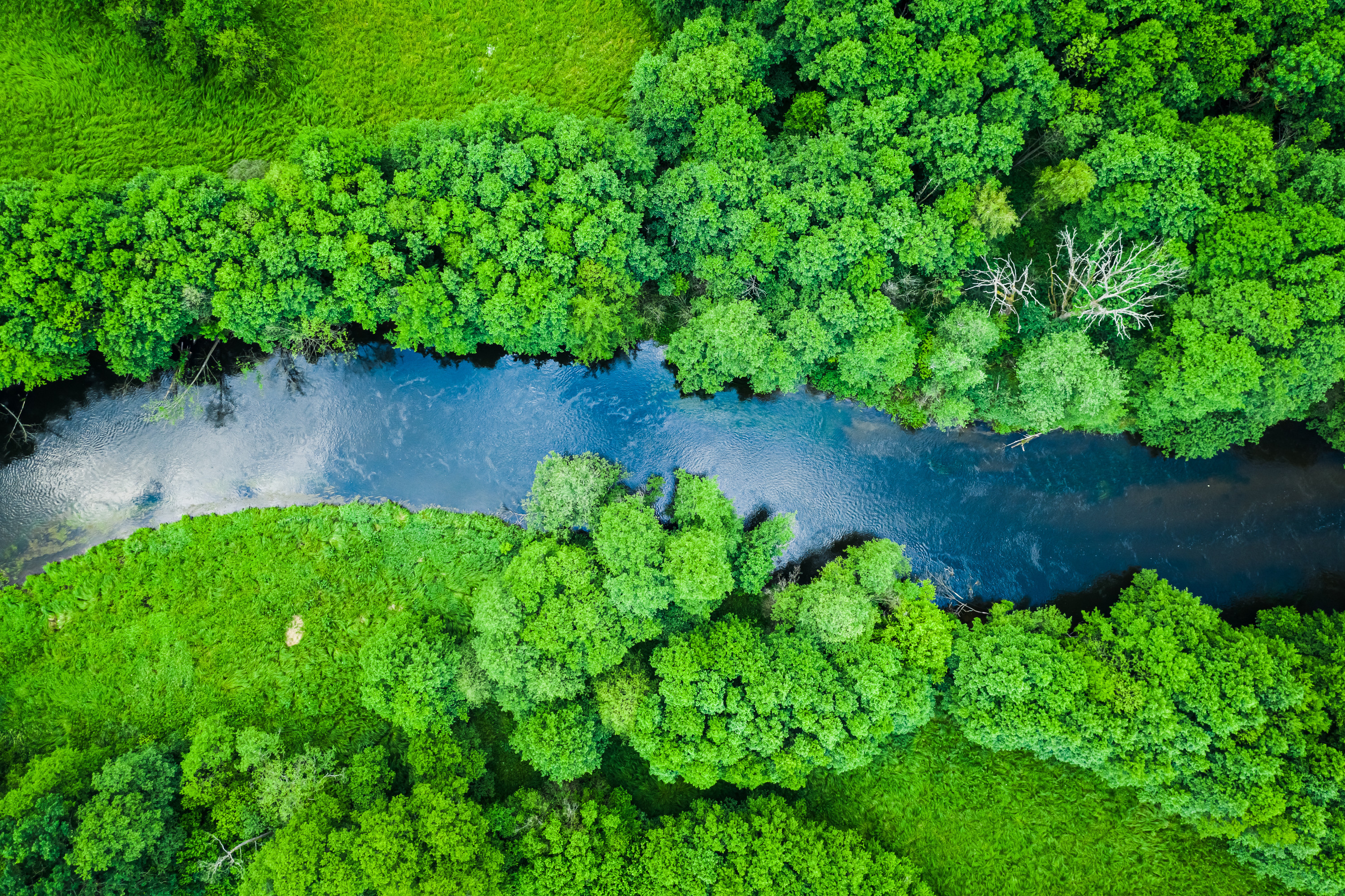 Green forest and river in Tuchola natural park, from above